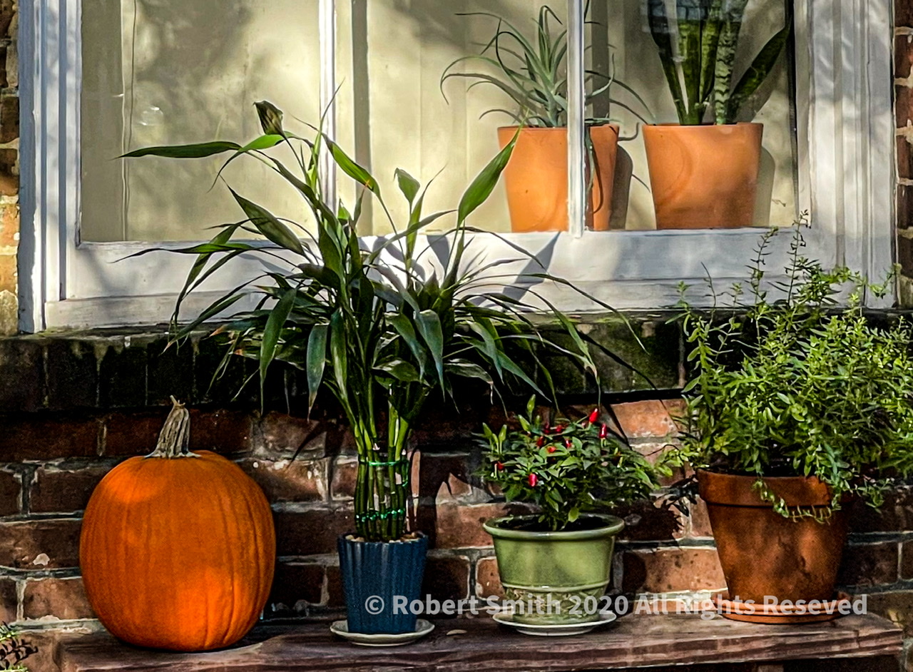 Silent Sunday: Sidewalk Urban Garden