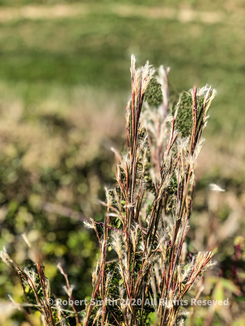 Colorful Growth at Red Top Mountain