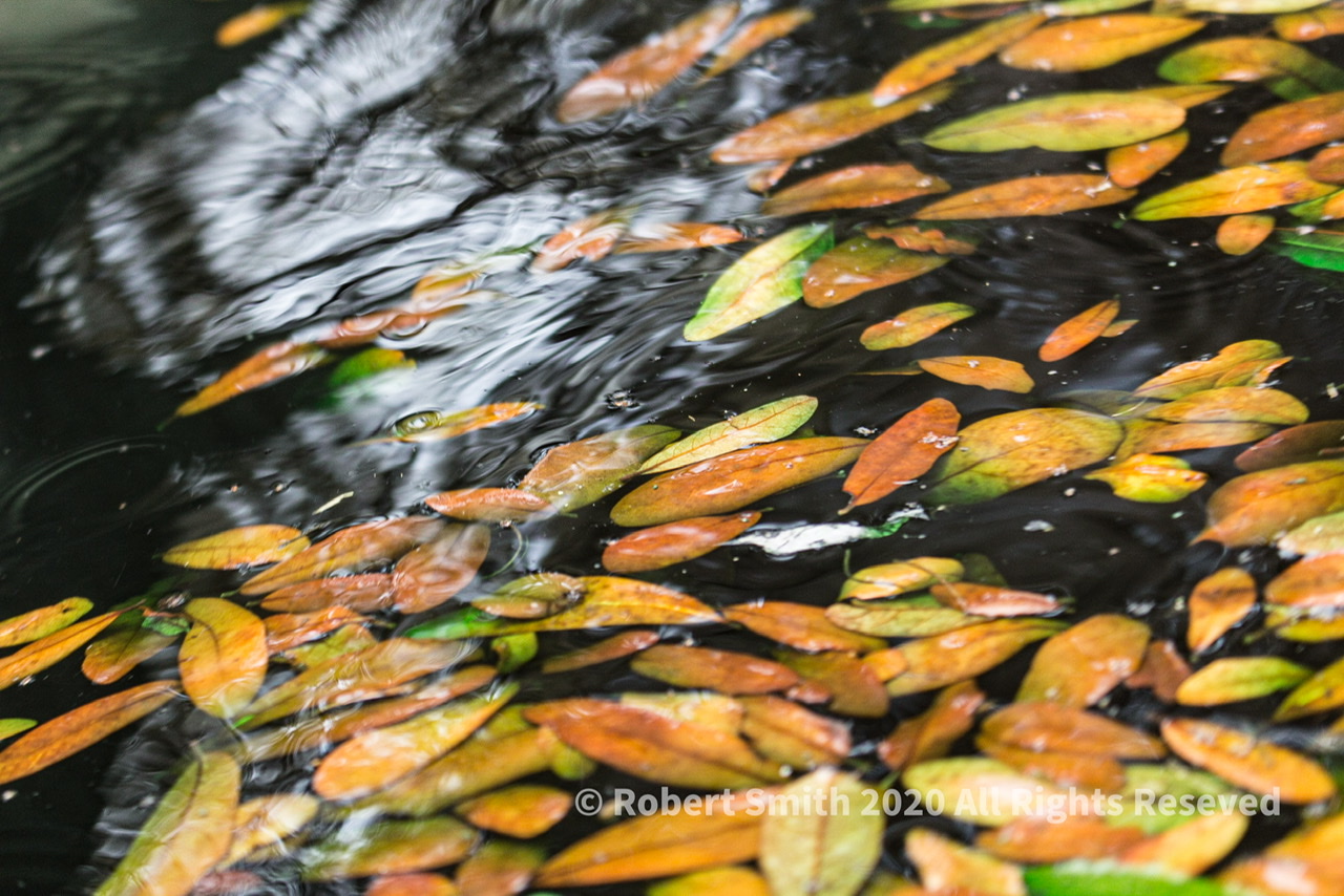 Sunday Stills: Leaves Adrift