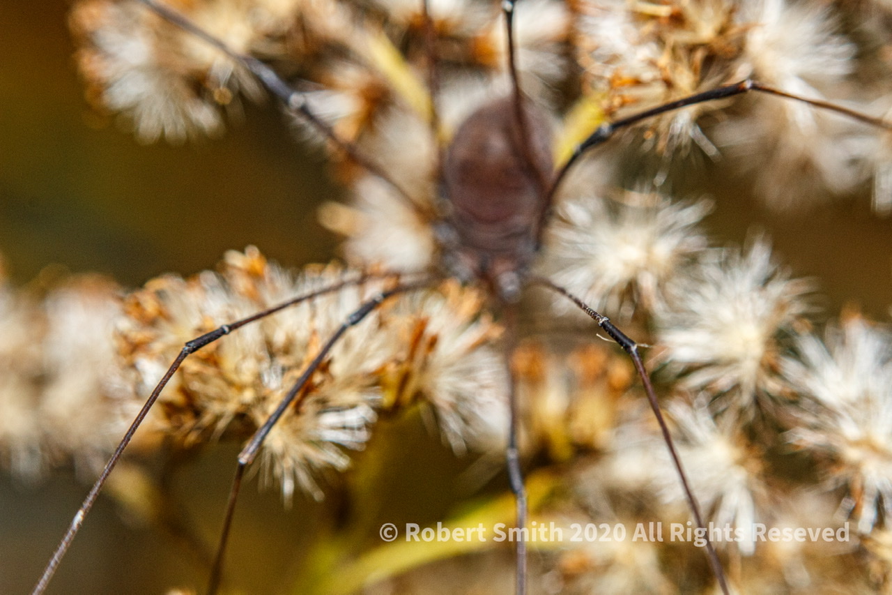 The Macro World: Daddy Long Legs #2