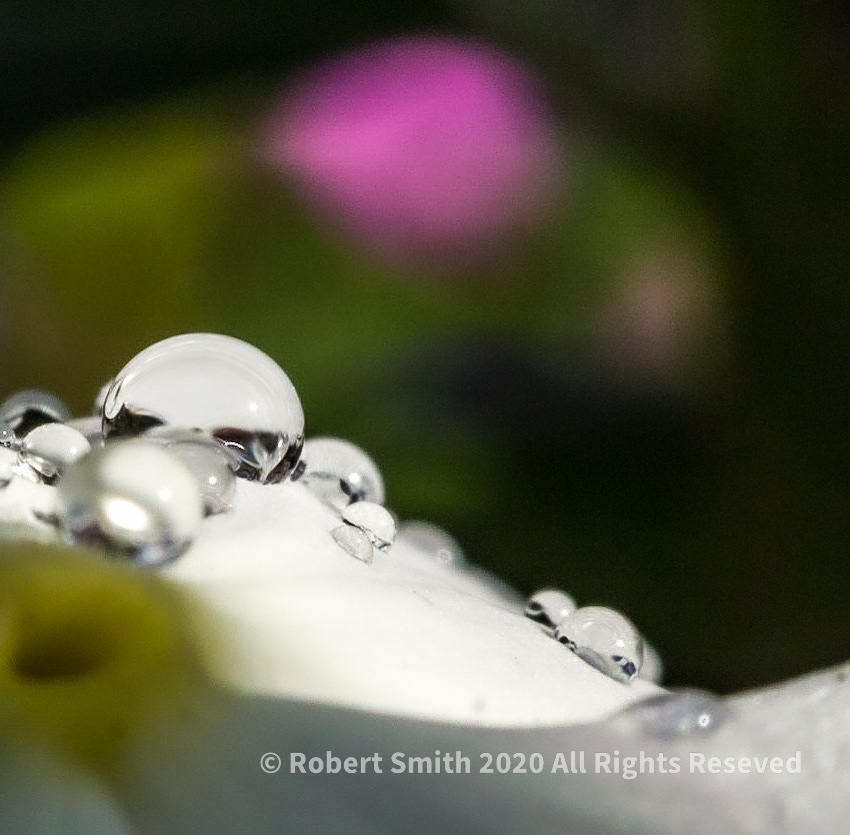 The Macro World: Raindrop Photography #7