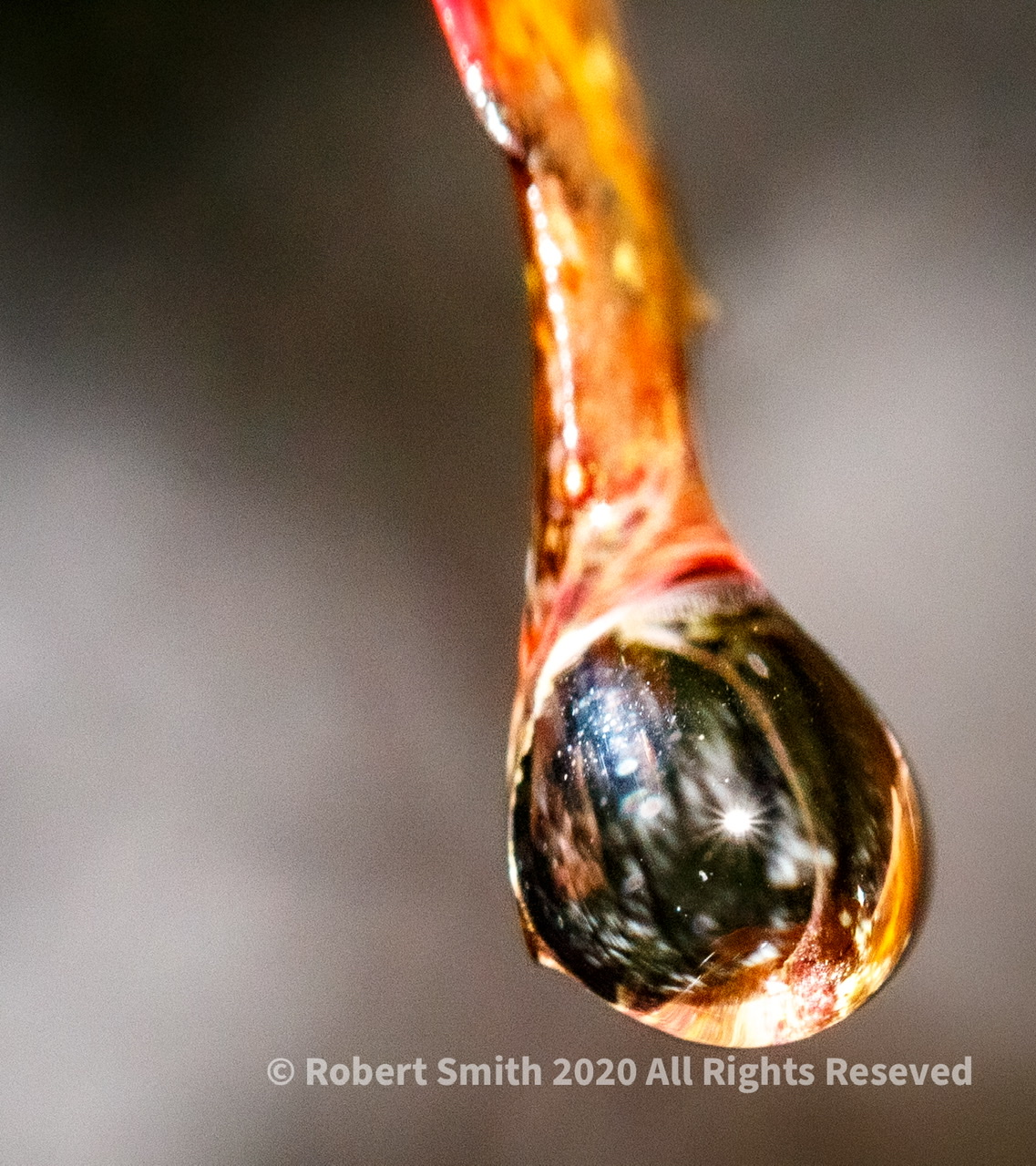 The Macro World: Raindrop Photography #3