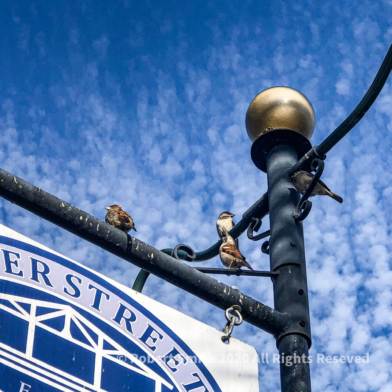 Silent Sunday: Birds of a Feather above River Street