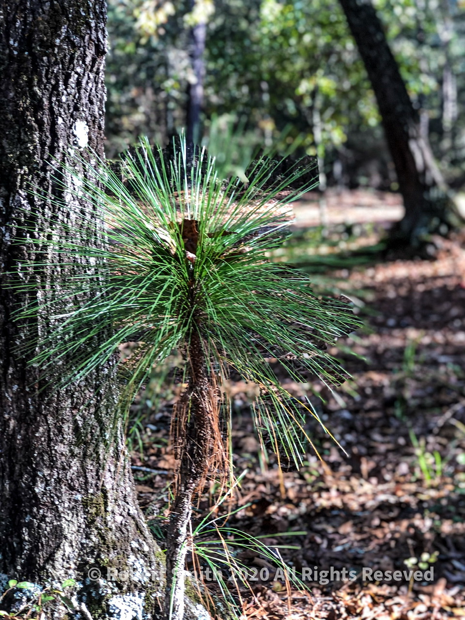 Wordless Wednesday: Young Pine.