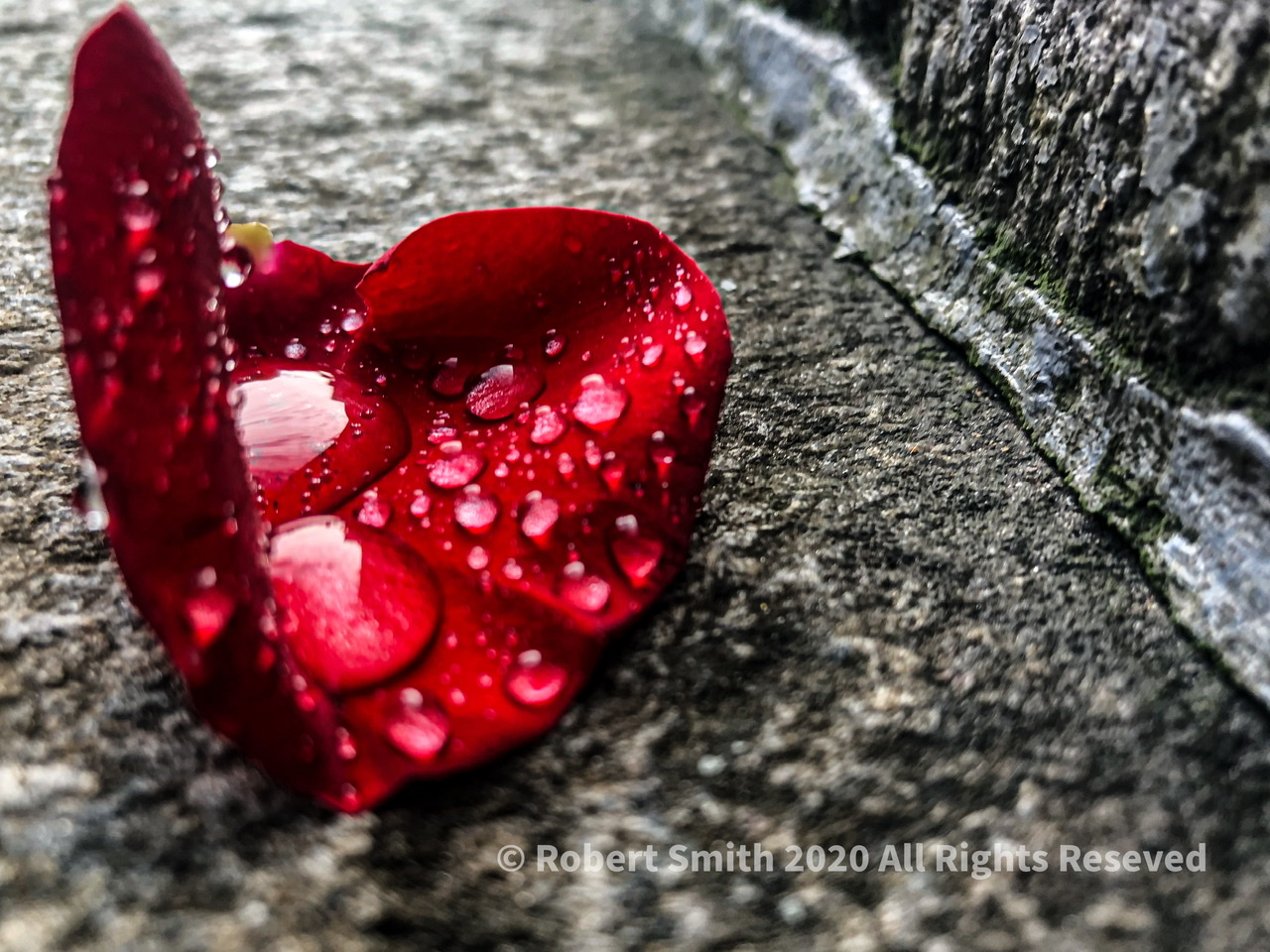 The Macro World: Raindrop Photography #6