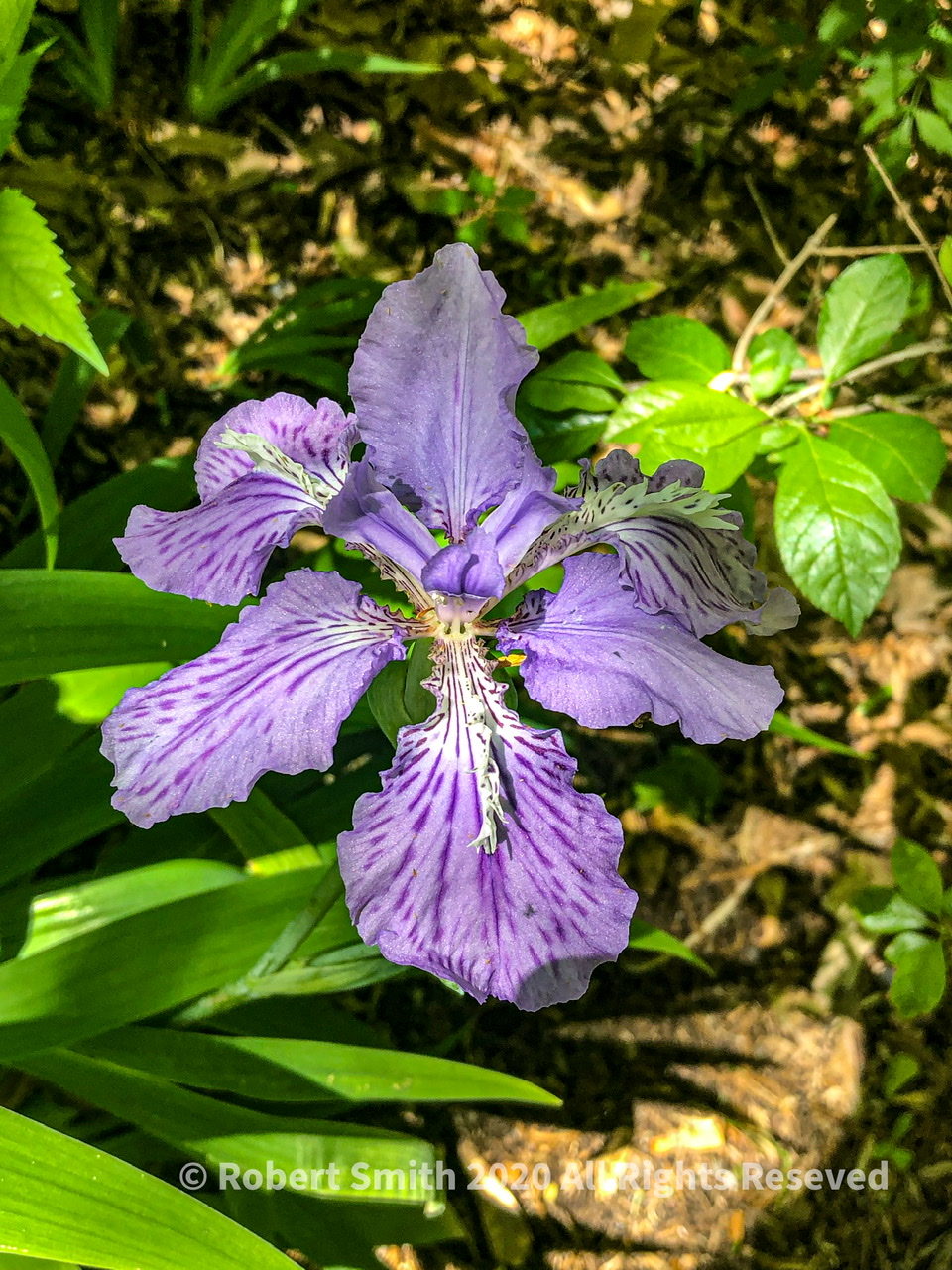 A Week of Flowers: Day 5