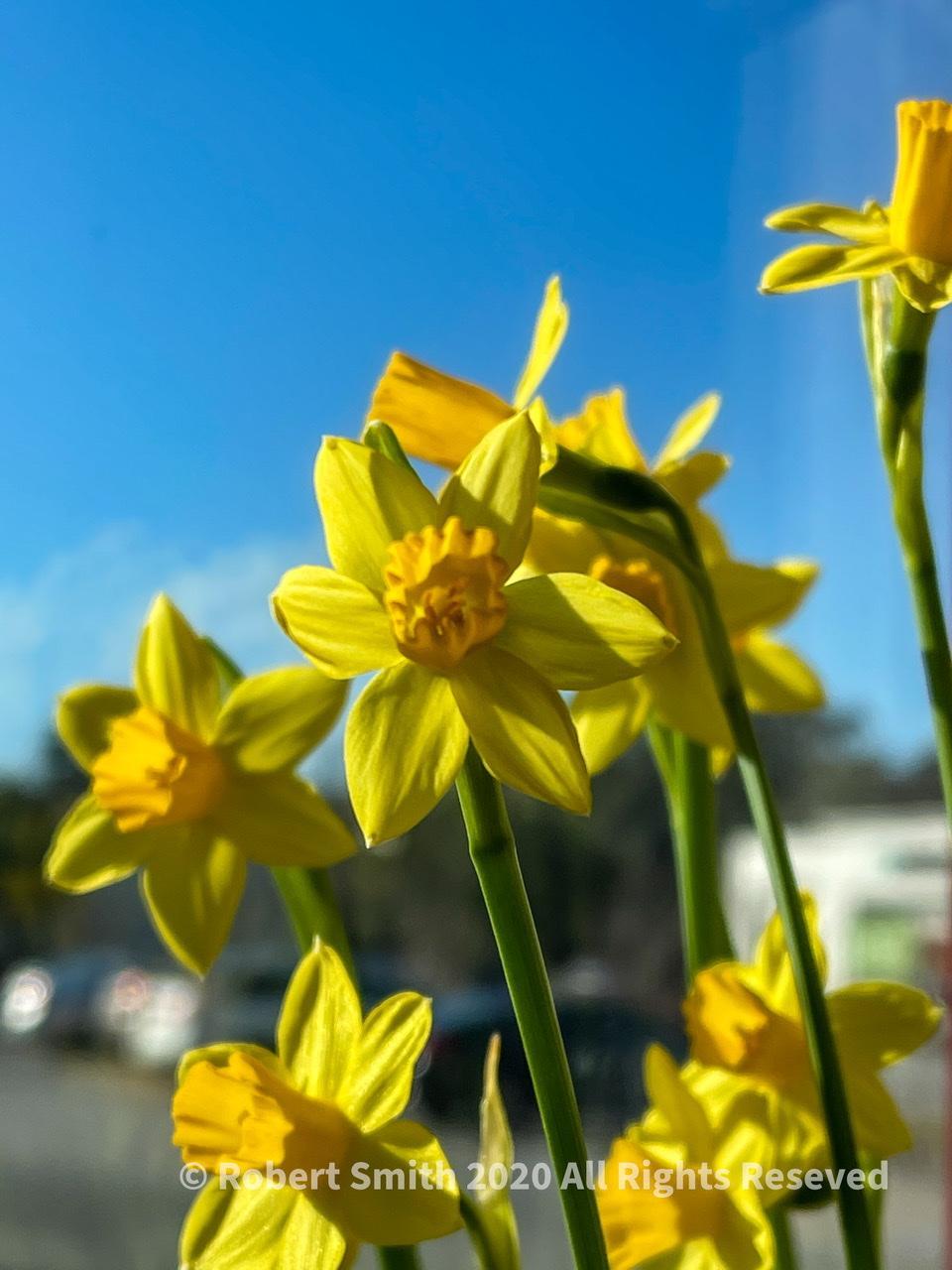 Flowers by Day 68: I Love Daffodils