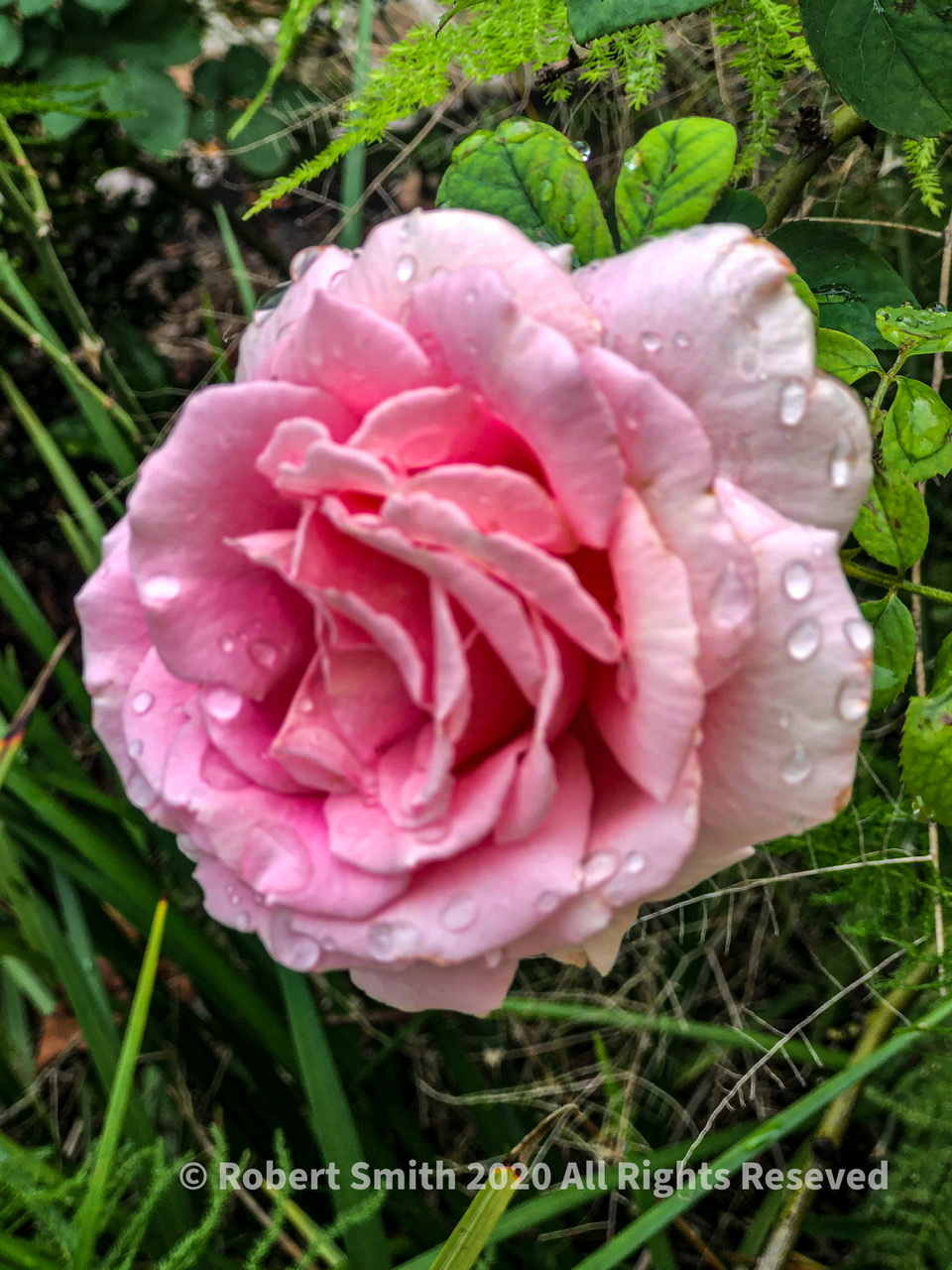 The Macro World: Raindrop Photography #9