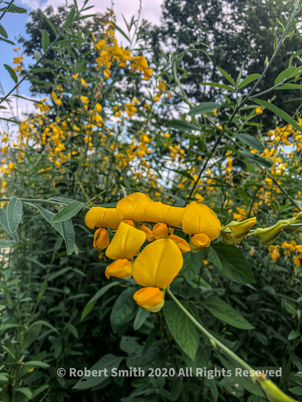 Sunday Flowers: Atlanta History Center