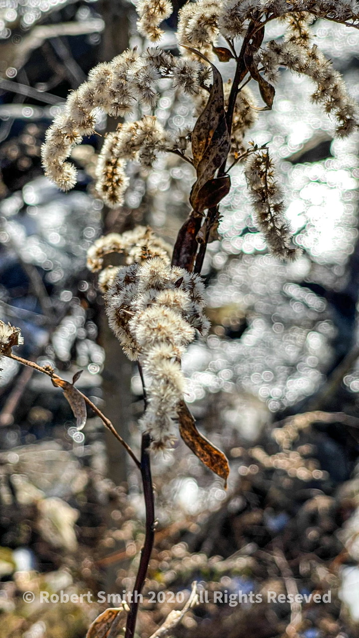 Friday Flowers: State Route 71