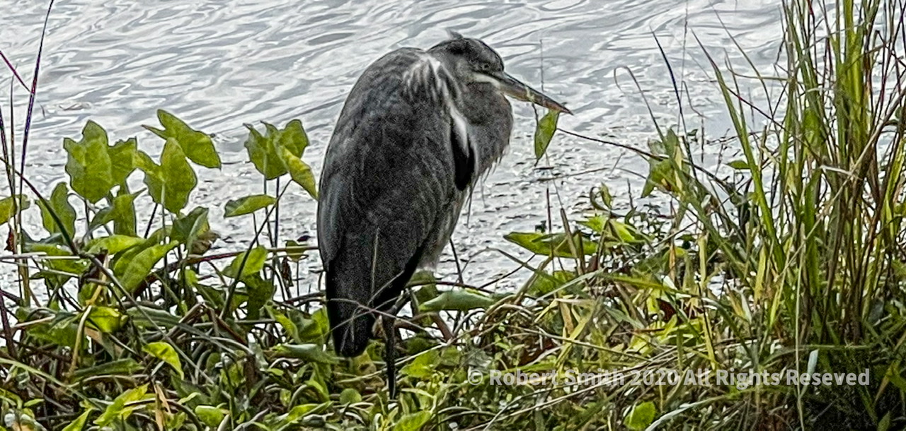 Wildlife: Birds of the Air – On Lake Mayer