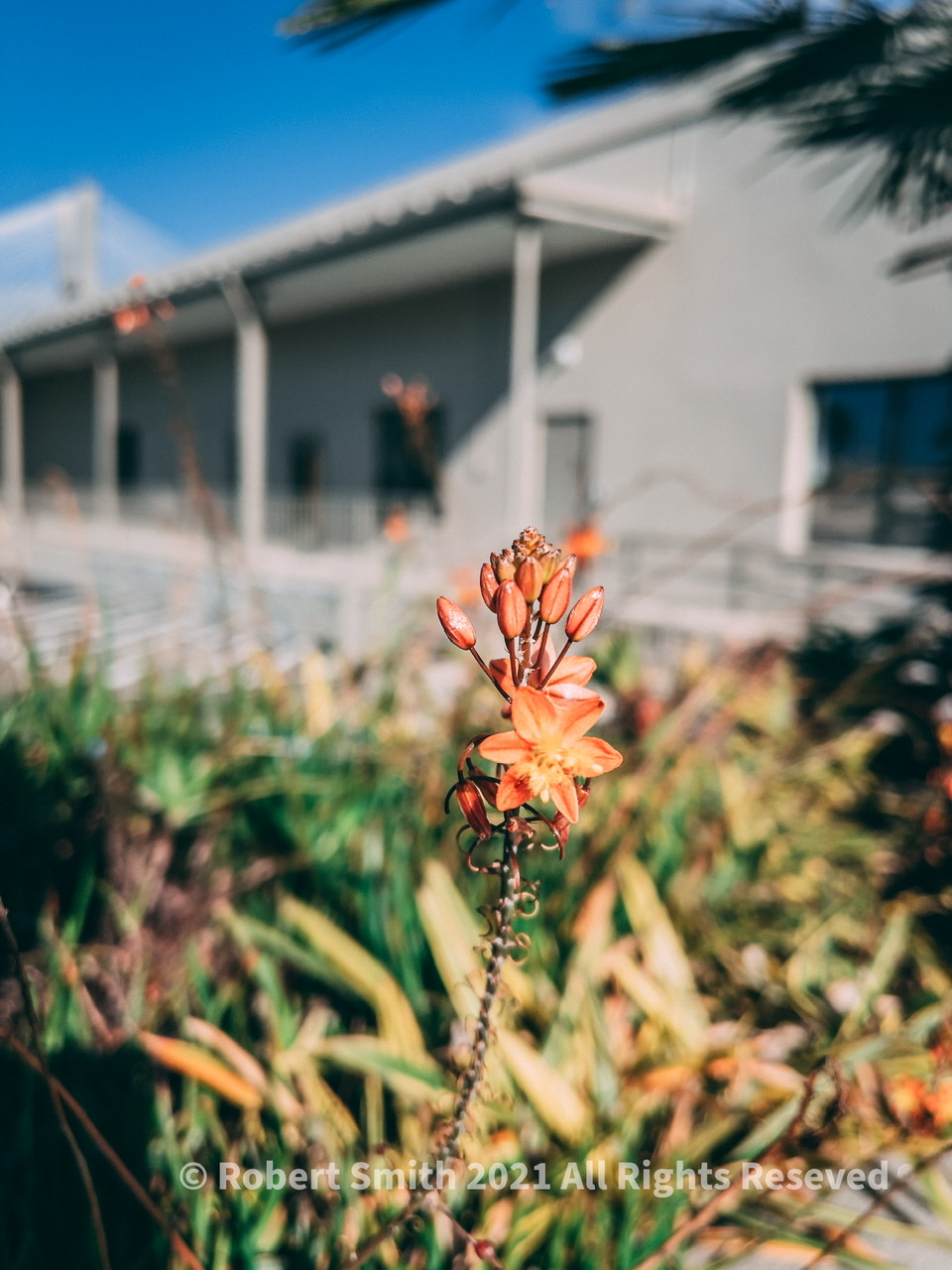 Sunday Snap Jan 24, 2021: Discovering Bulbine