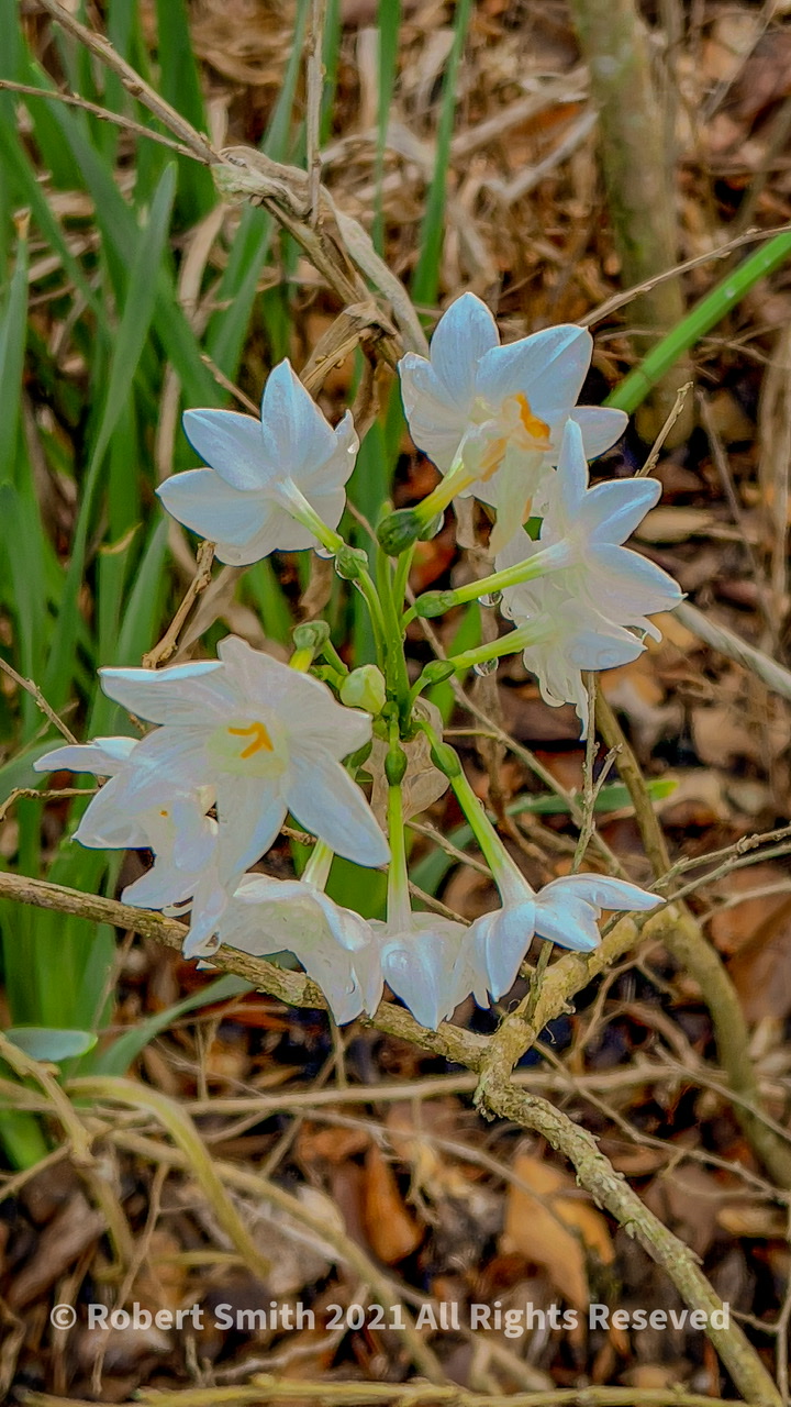 Friday Flowers: Narcissus at General Coffee State Park