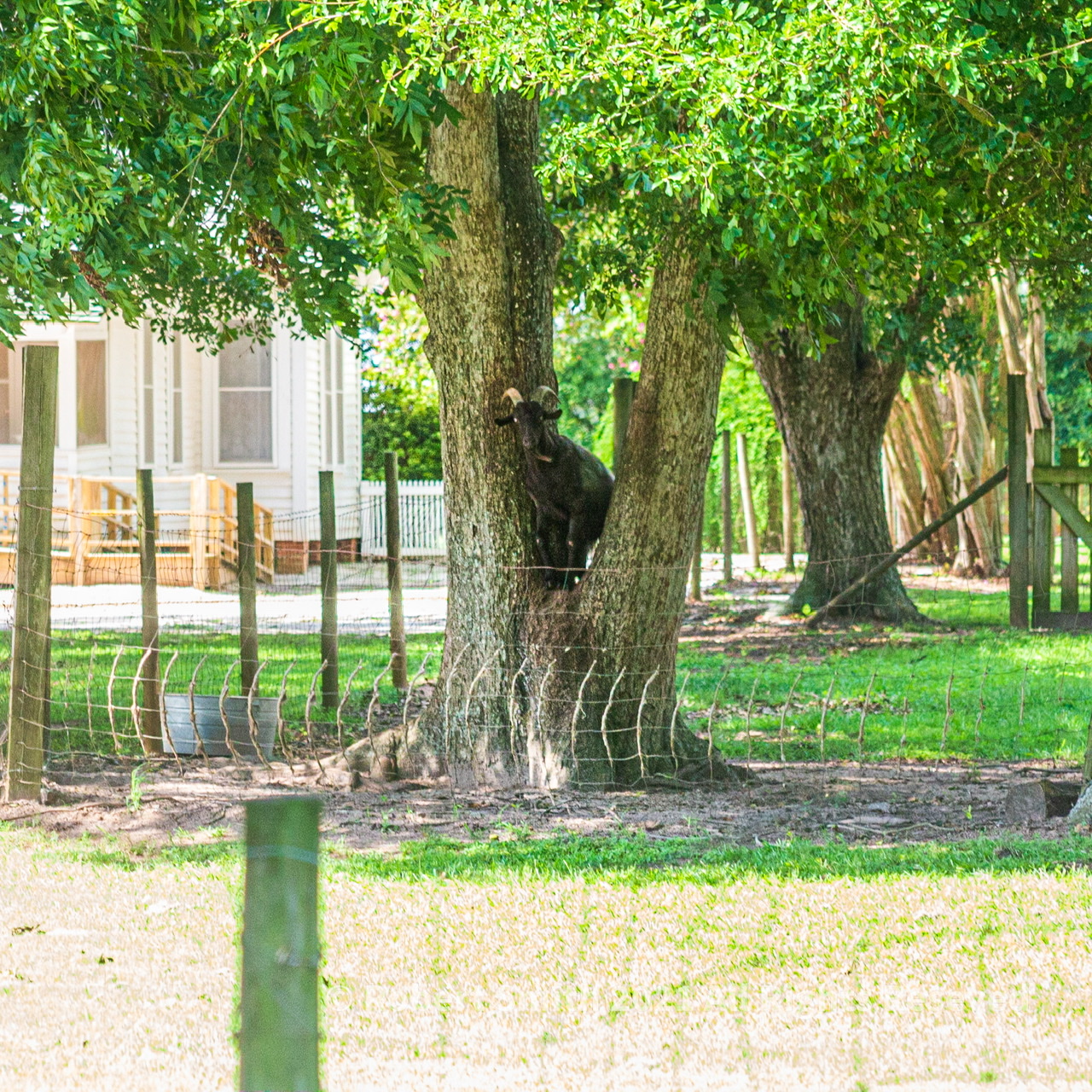 Get Your Goats out that Tree!