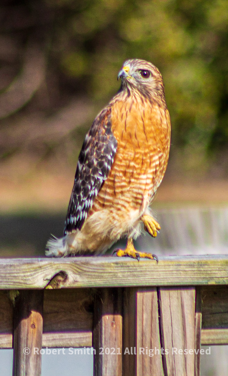 Wildlife: Birds of the Air – Red shouldered hawk