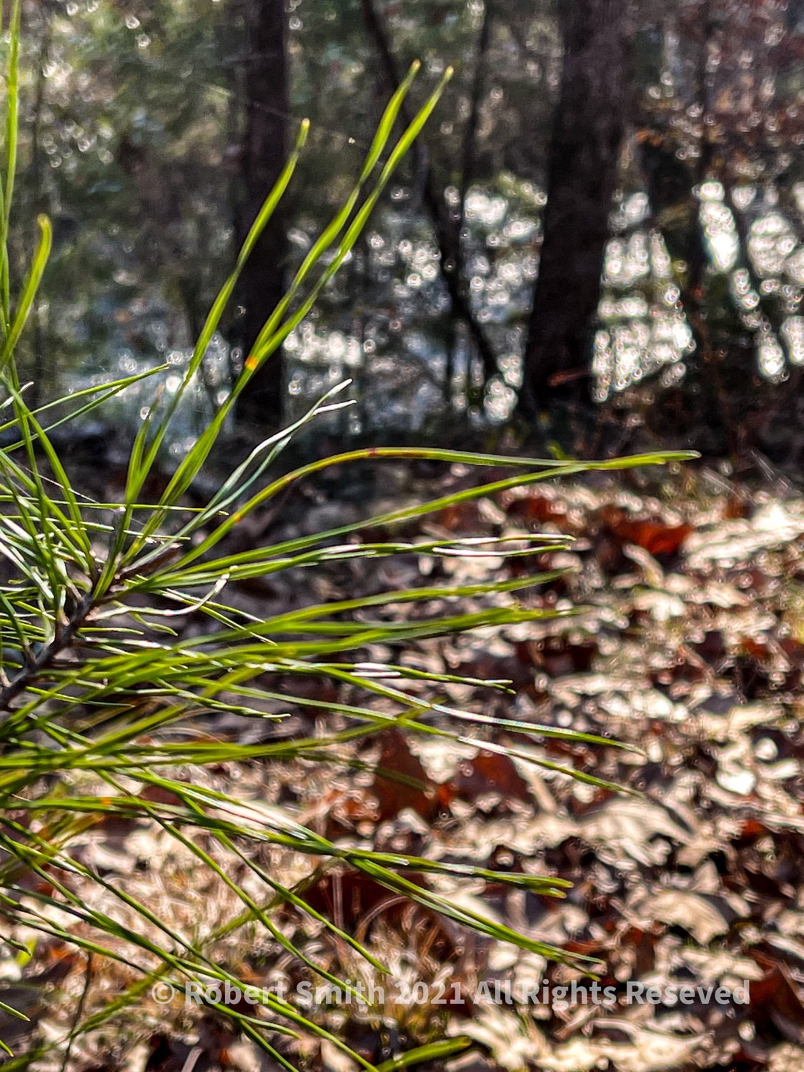 Pine near Coheelee Creek
