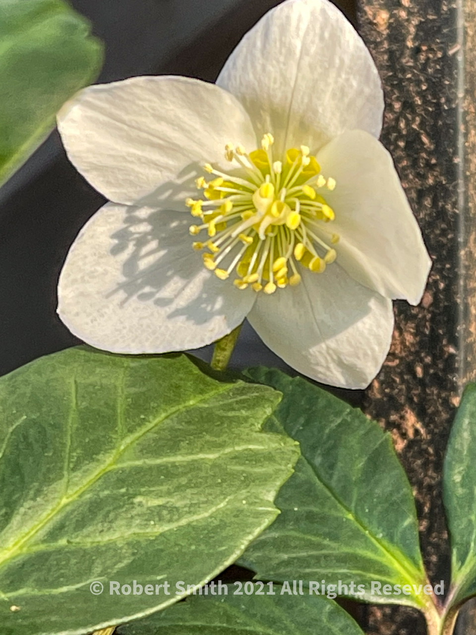 Flowers by Day 69: What, what Buttercup?