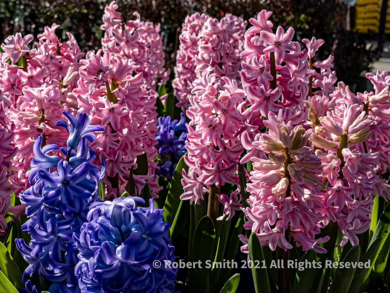 Sunday Snap Feb 21, 2021: Flower Frenzy