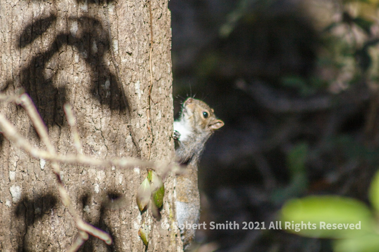 Squirrly’s World: Hanging out in a National Park