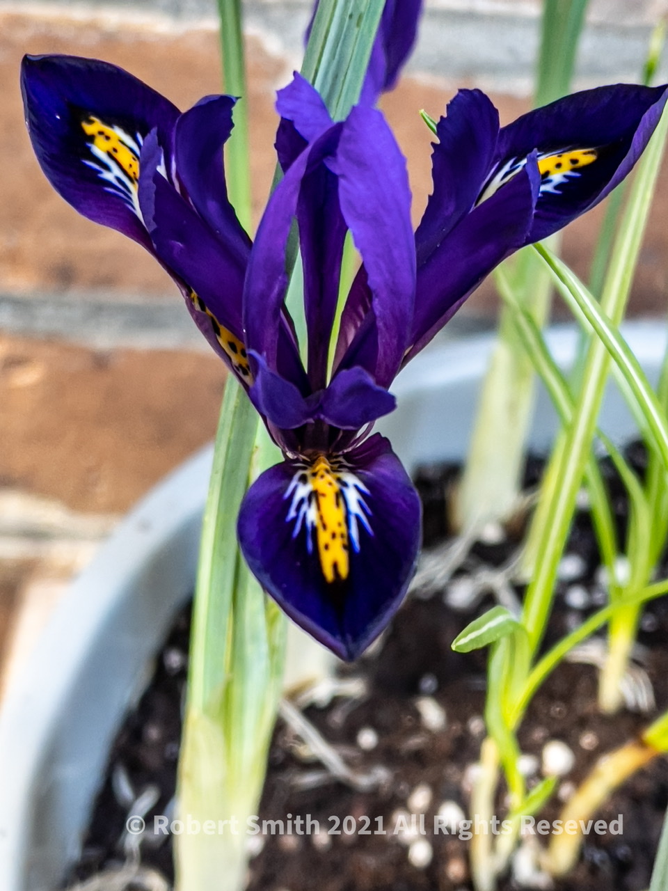 Flowers by Day 70: Iris I See