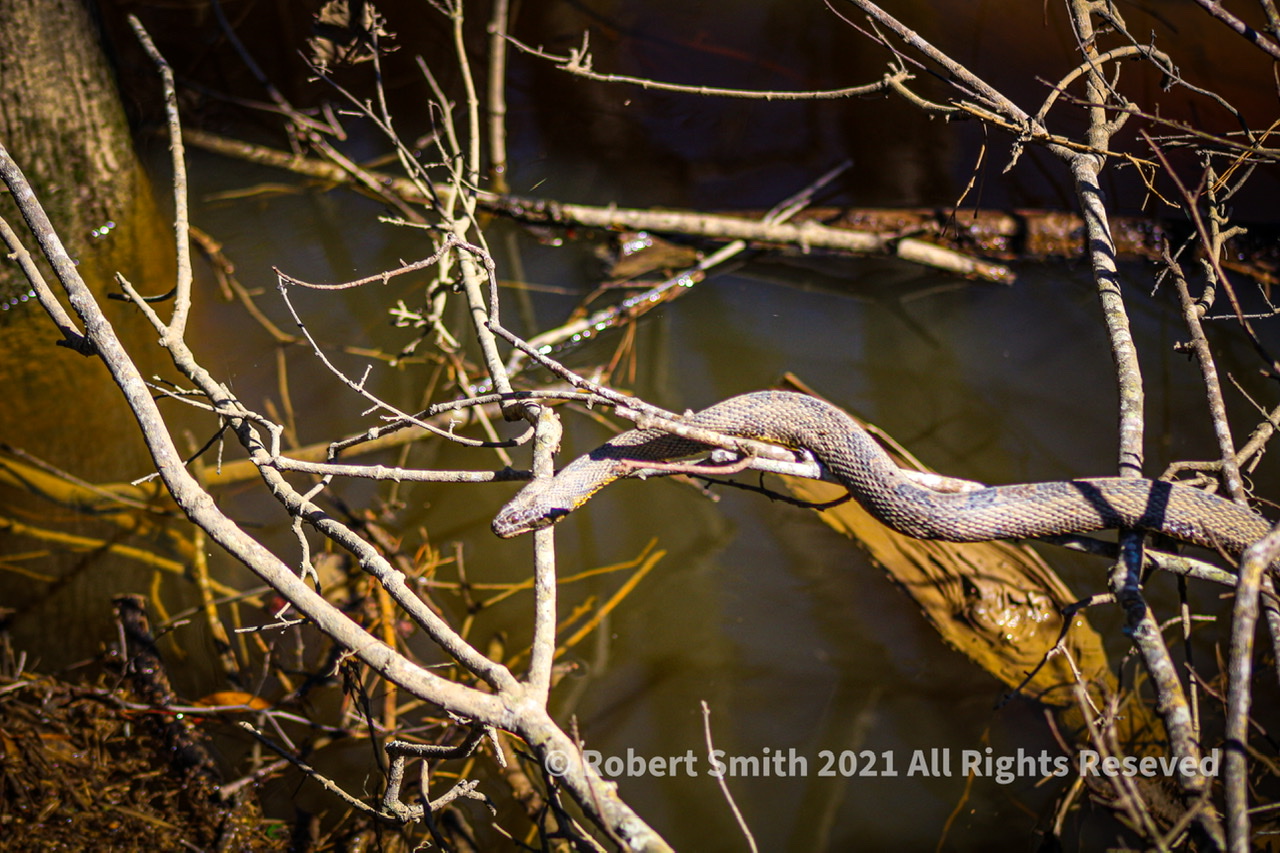 Wildlife: Reptile – Snake by Lake Weston