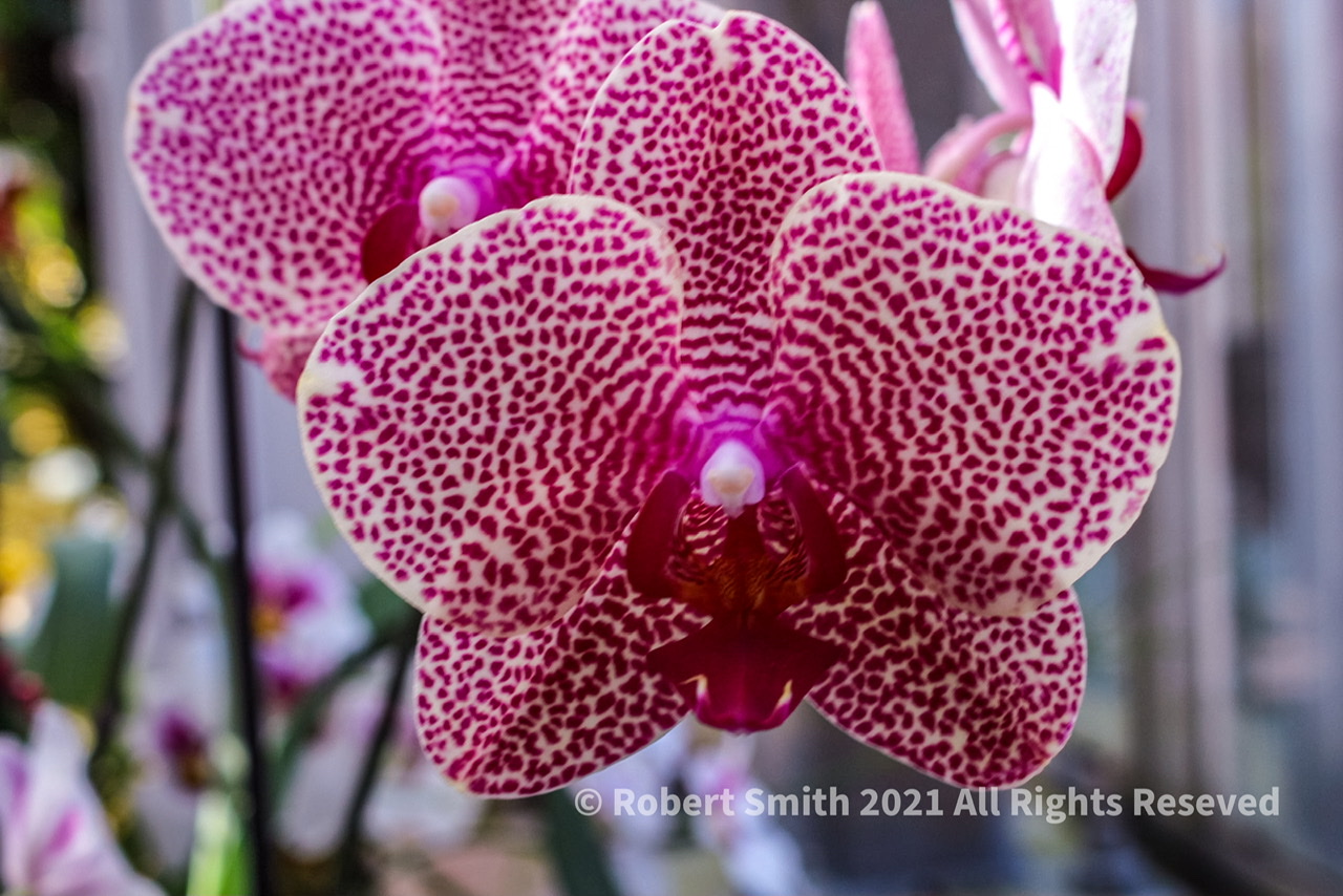 Orchid #6