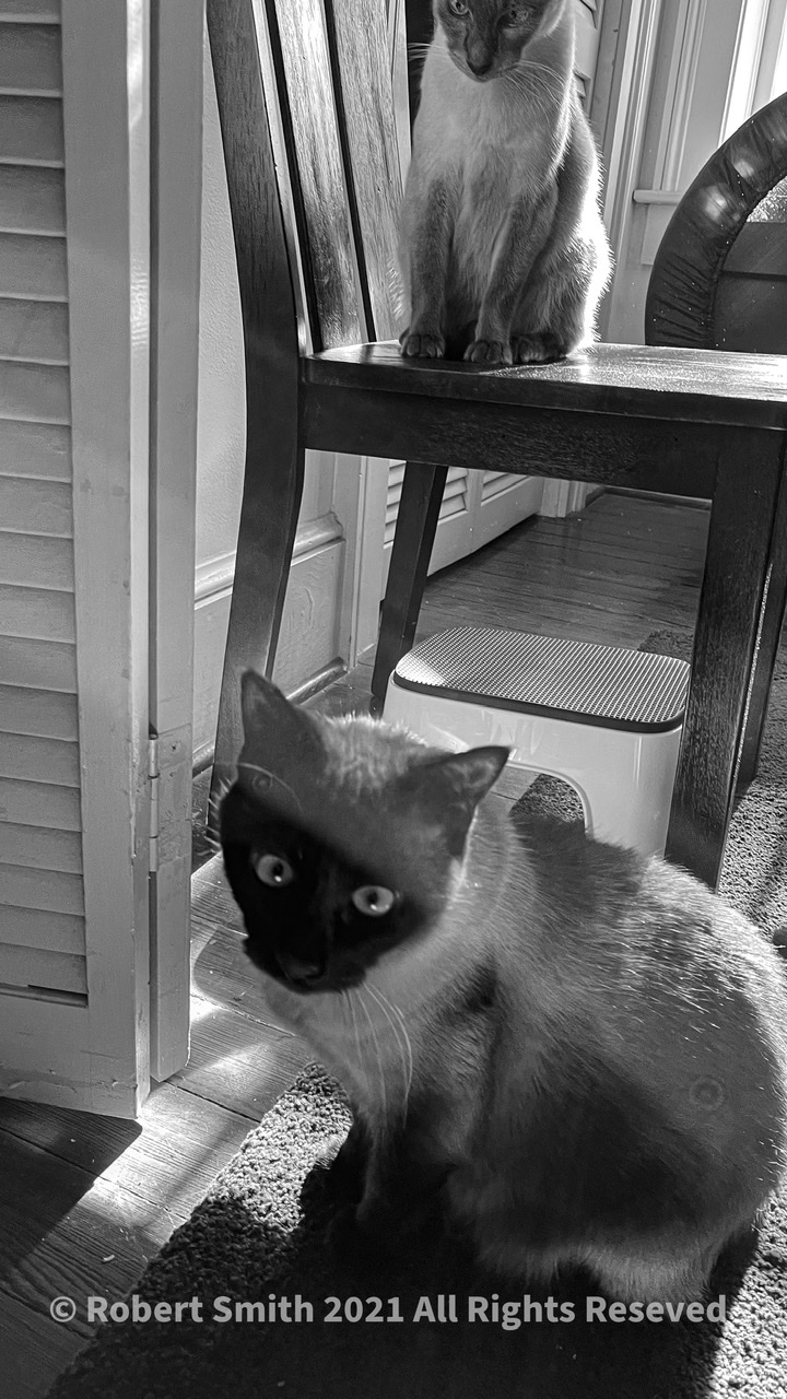 Cats in Monochrome #2