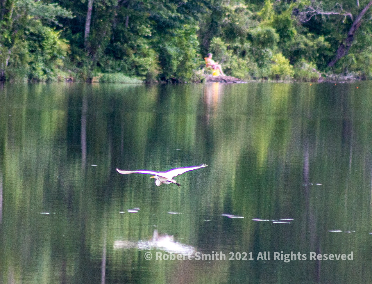 Wildlife: Birds of the Air – Reflections