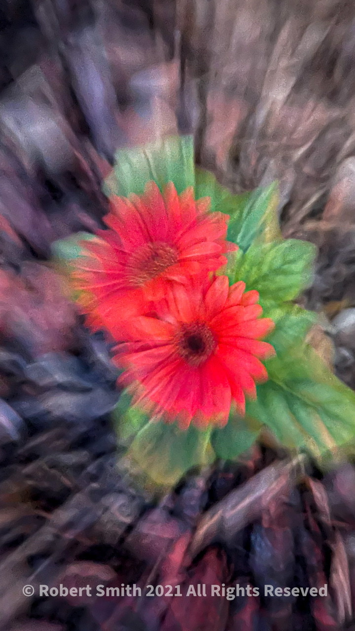 Flowers by Day 72: Barberton Daisy Magic