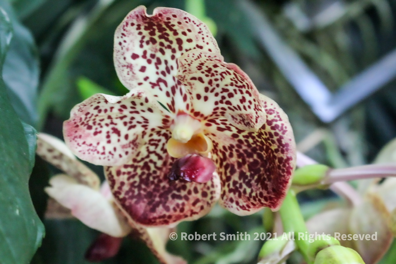 Orchid #4