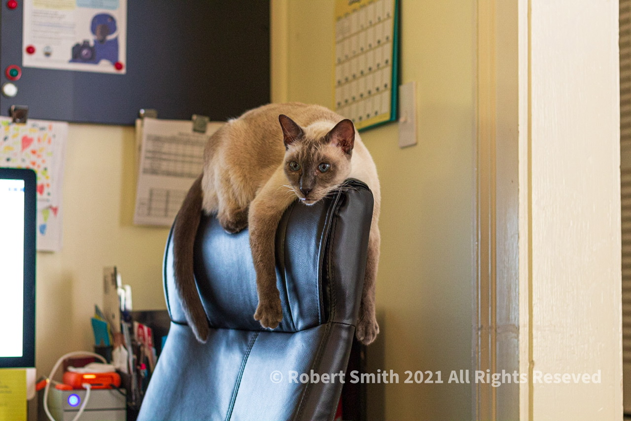 Tails of the Kitty: Is Friday Over Yet?