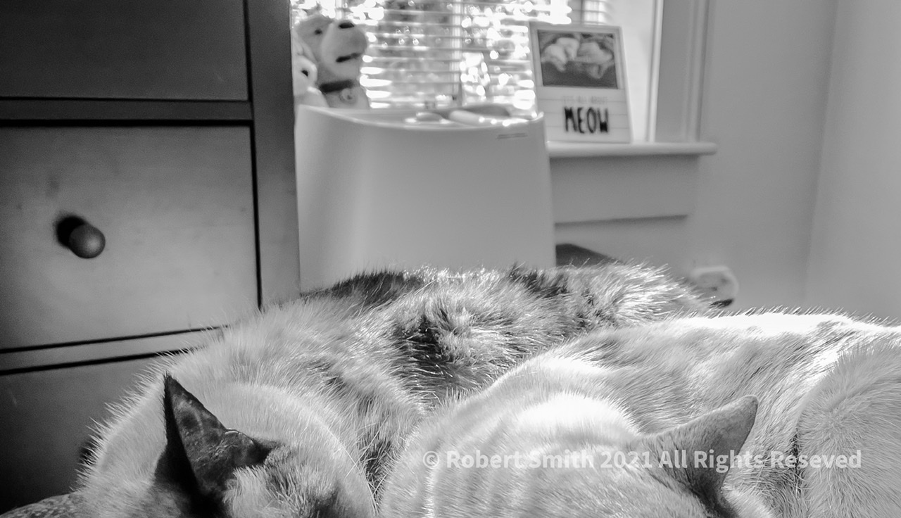 Cats in Monochrome #1