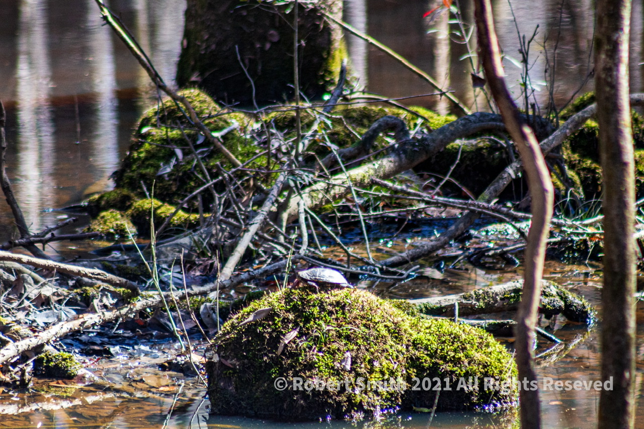 Wildlife: Reptile – Lonely Turtle