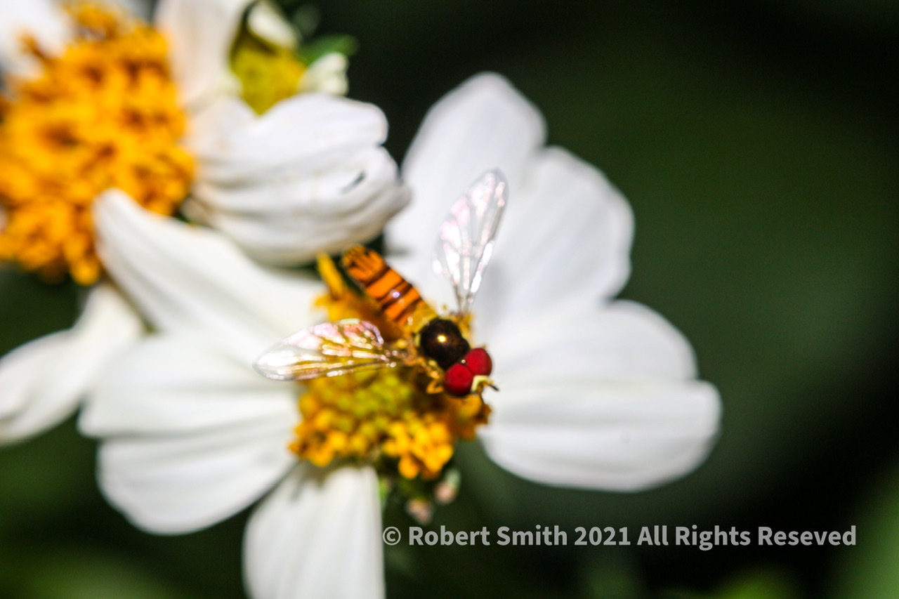 The Macro World: Lake Blue Ridge Tiny Insects #3