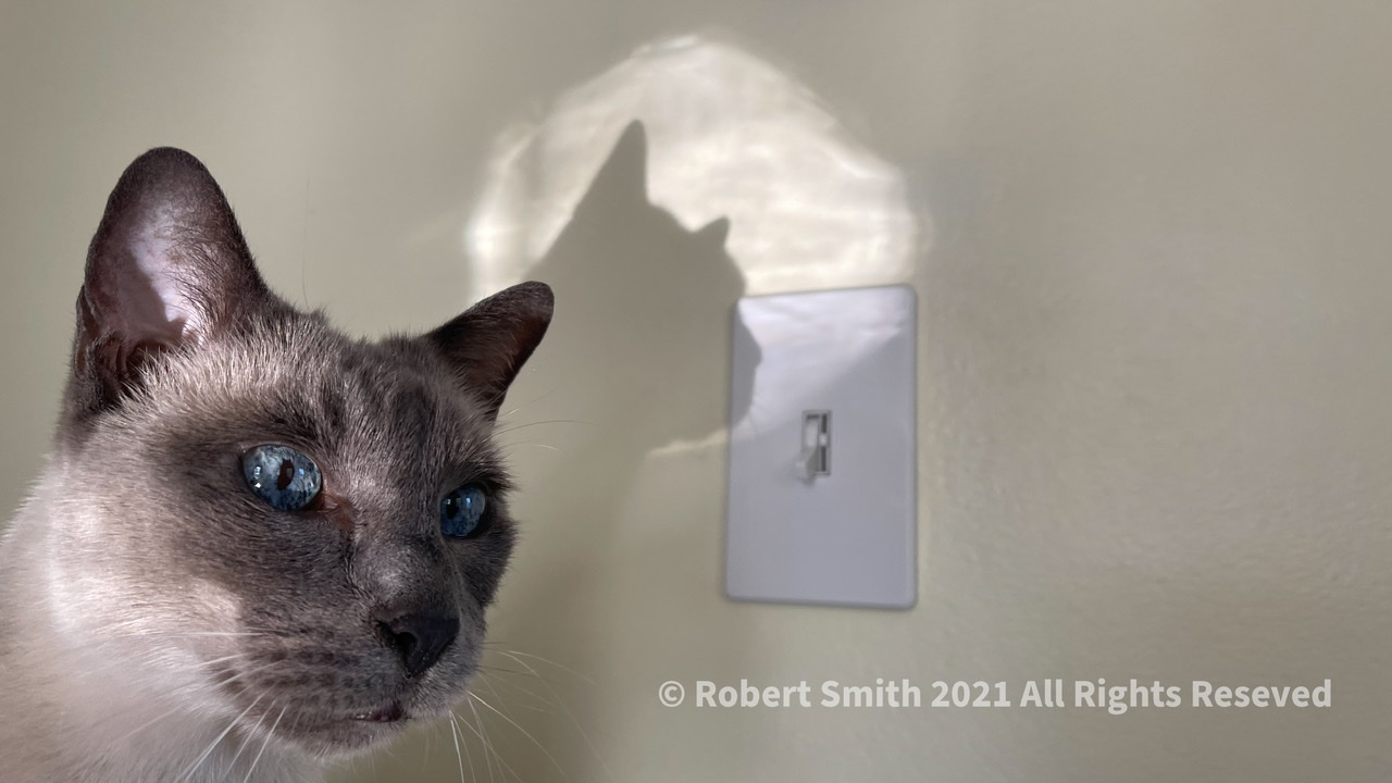 Tails of the Kitty: Benny’s DoubleTake
