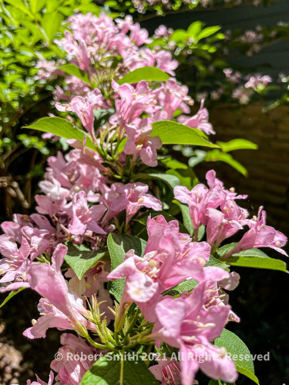 Friday Flowers: Azaleas At A State Historic Site
