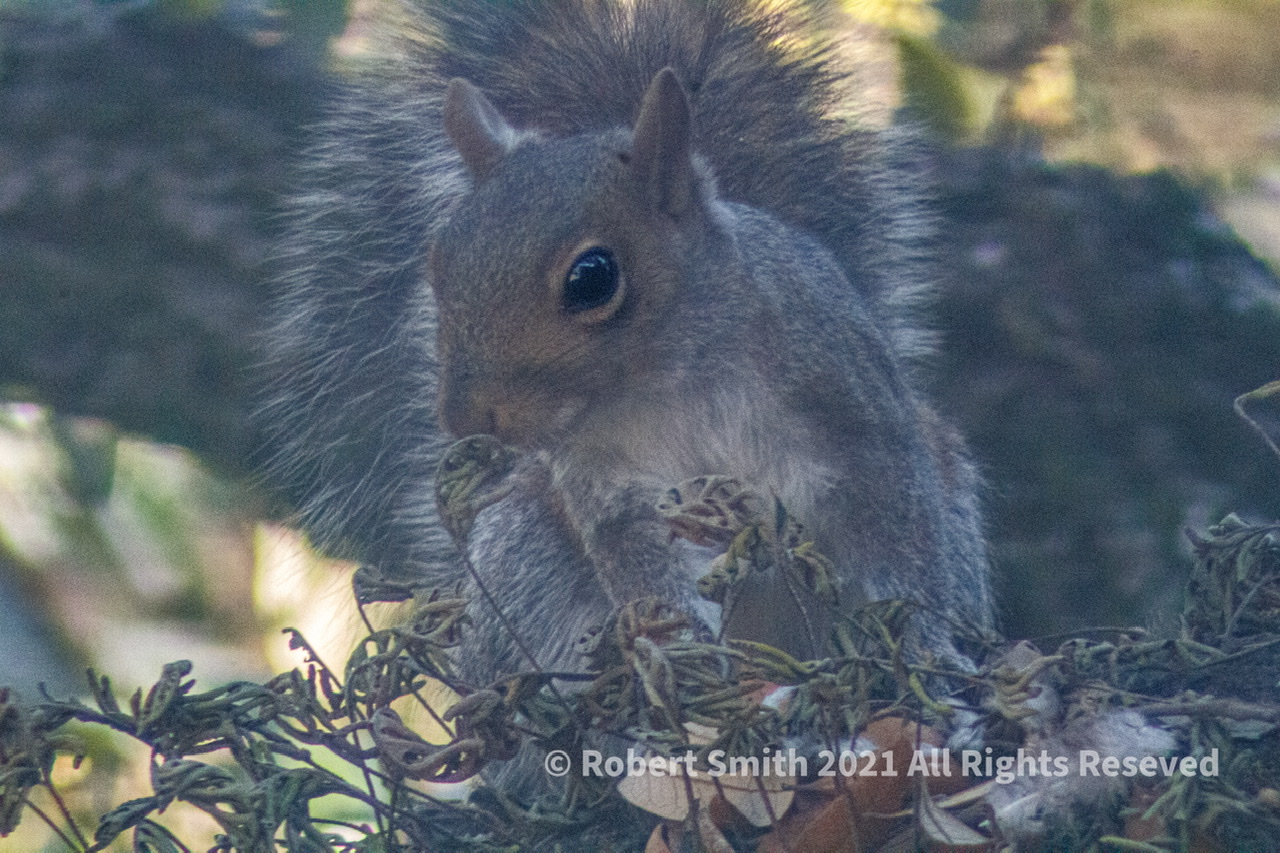 Wordless Wednesday: Squirrly Outside My Window
