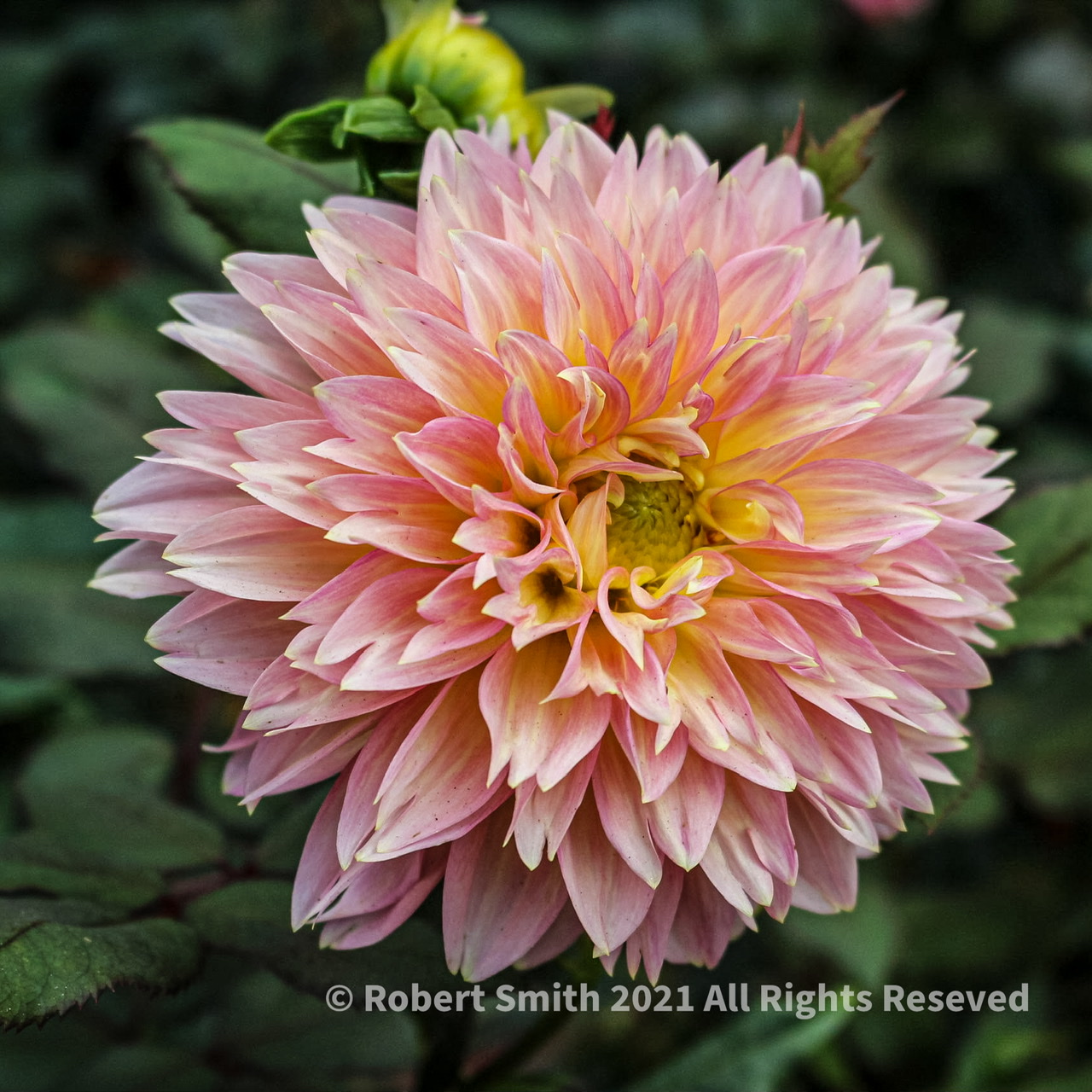 Bright Dahlia Bloom
