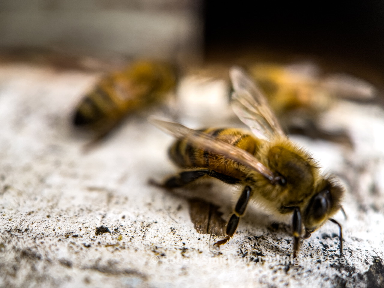 The Moment Macro: Honey Bee