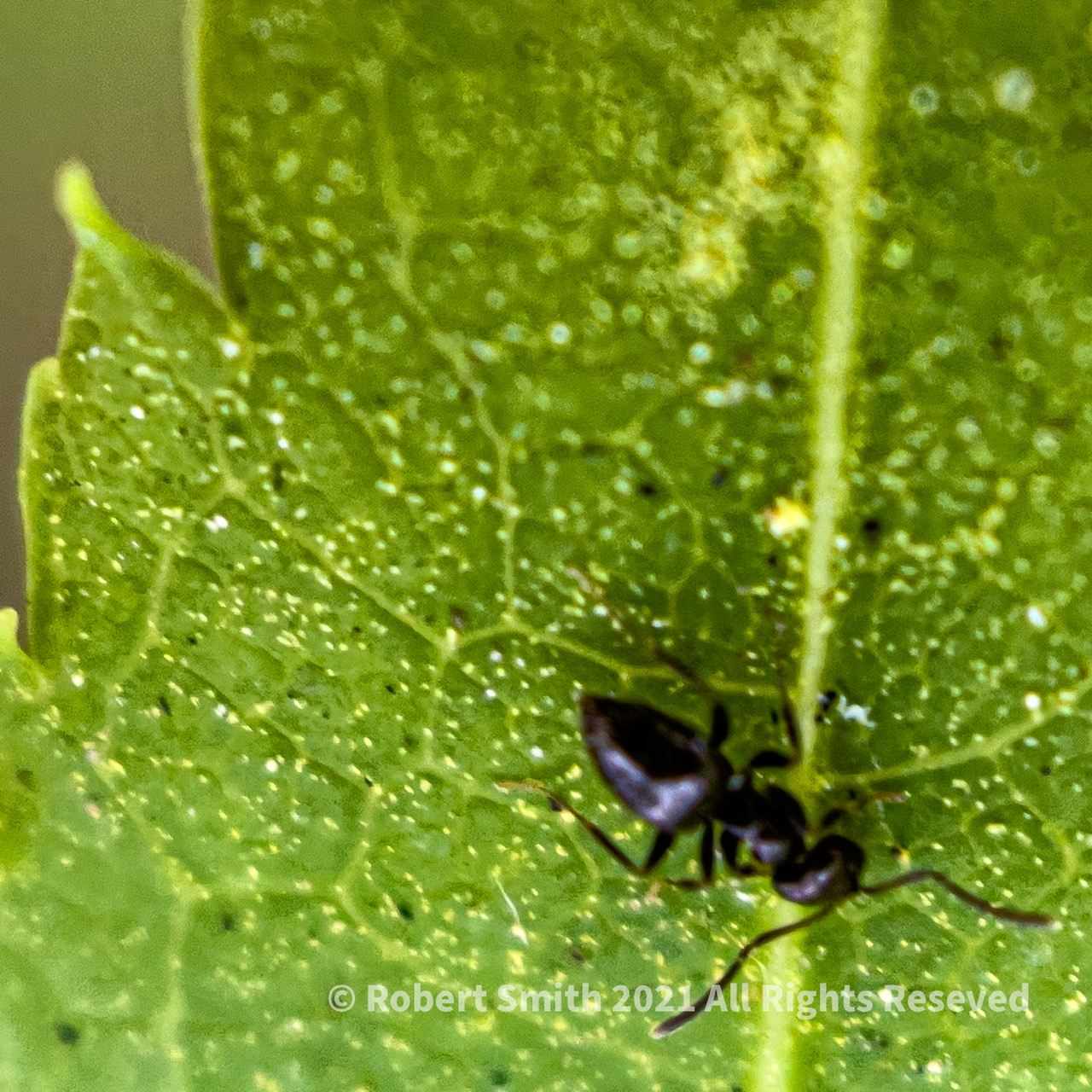 The Moment Macro: Ant on Leaf
