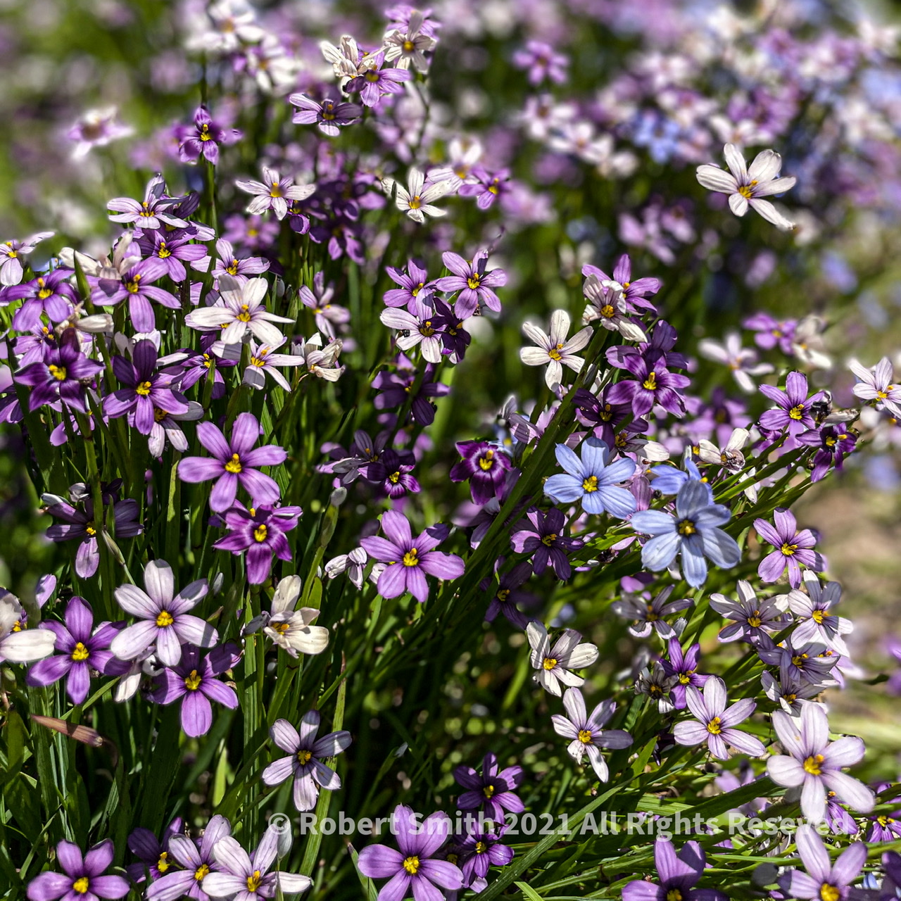 Bright Little Flowers