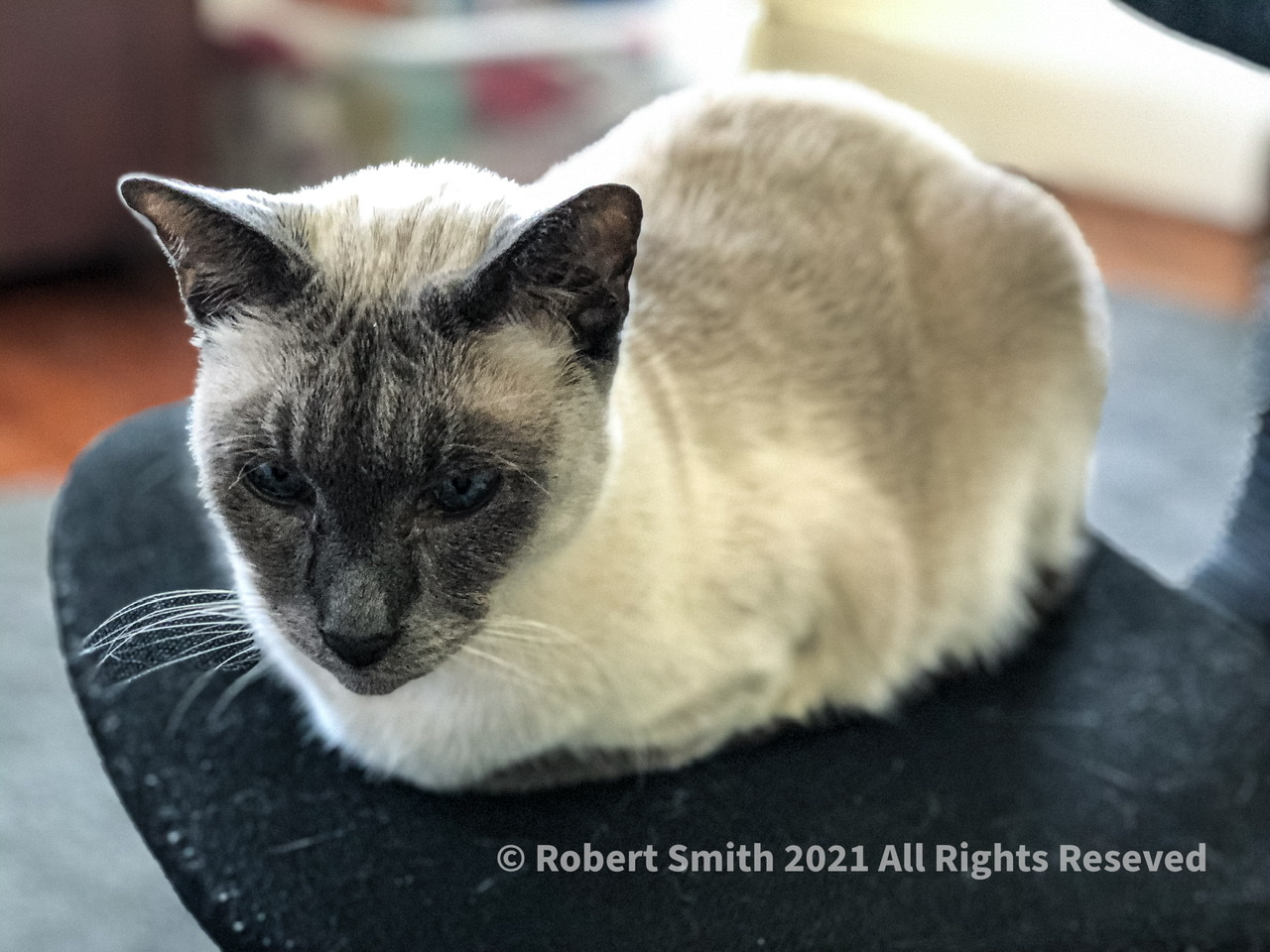 Tails of the Kitty: The Cat in the Chair not The Cat in the Hat