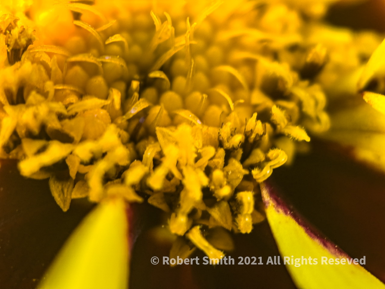 The Moment Macro: Lance-leaved Coreopsis