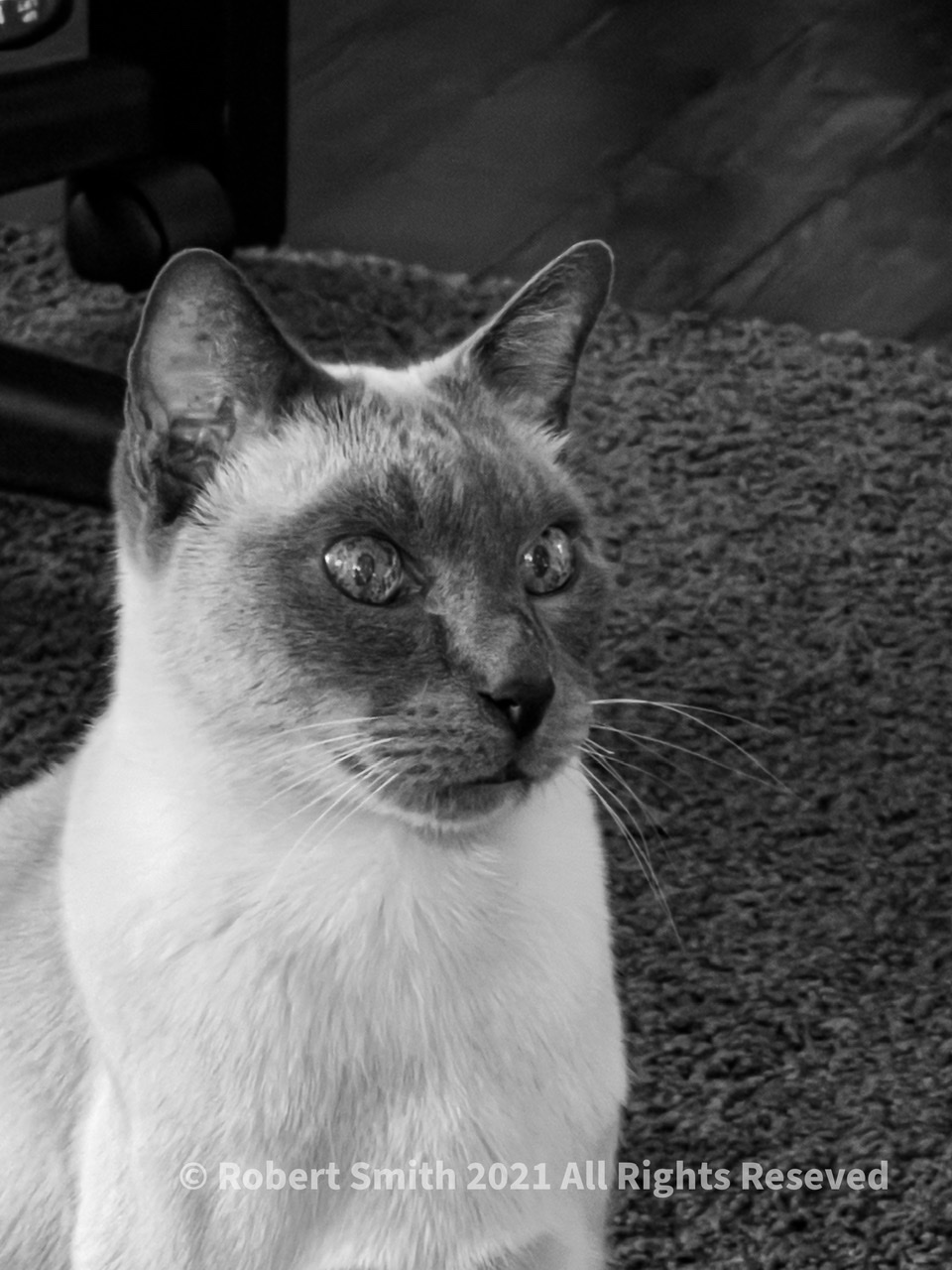 Cats in Monochrome #3