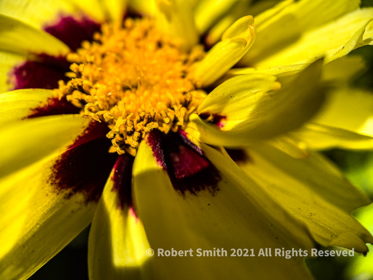 The Moment Macro: Lance-leaved Coreopsis 2