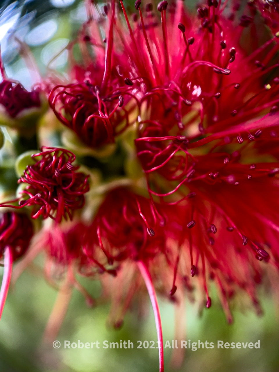 The Moment Macro: Crimson Bottlebrush