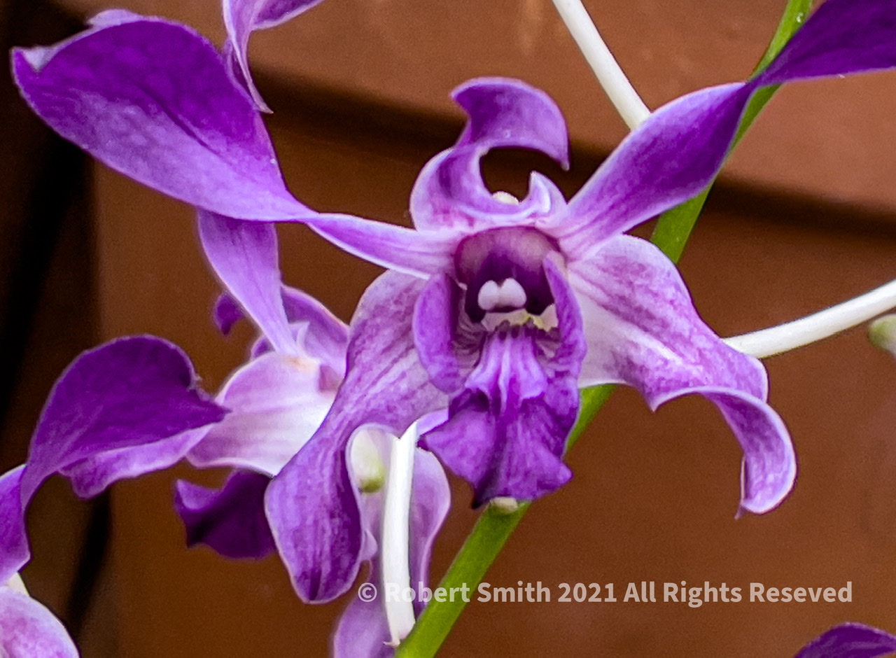 Orchid #8