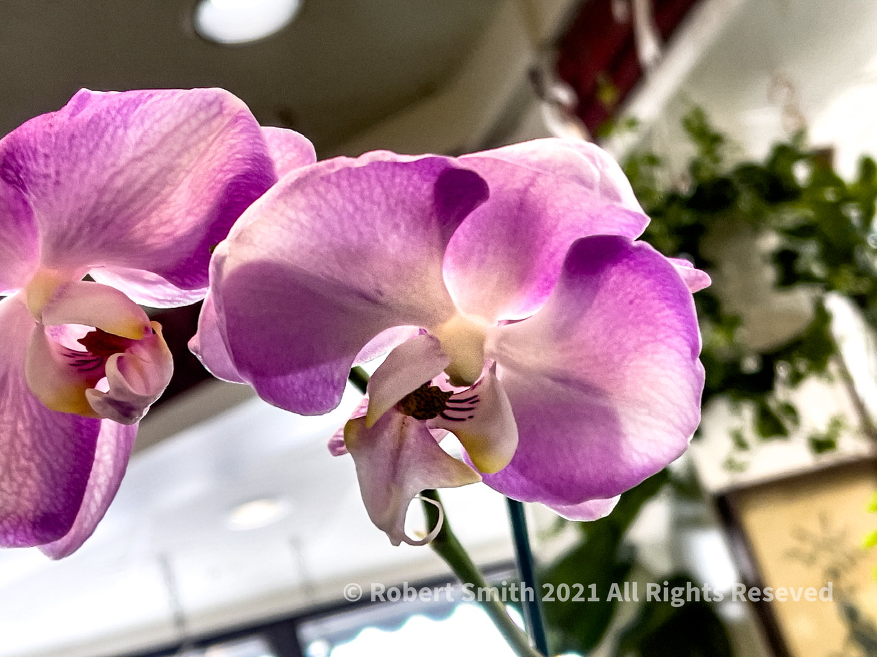 Orchid #7