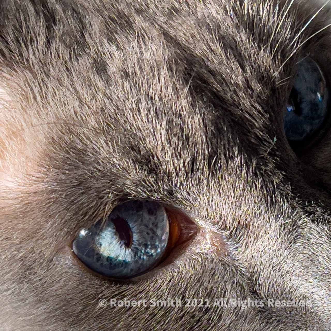 Bright Eyes