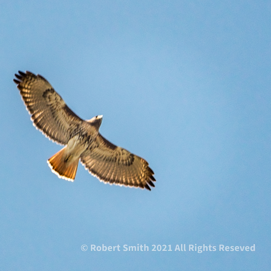 Soaring Above Your Past